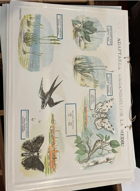 Vintage School Chart
